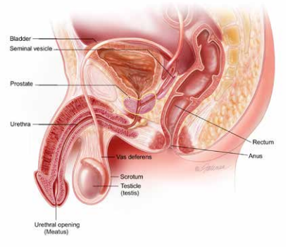 Male Reproductive Tract
